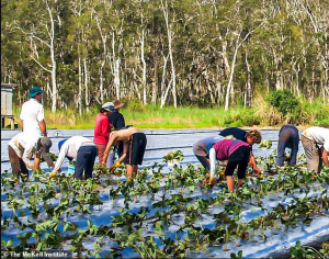 Farm Worker Jobs in Australia 2022: