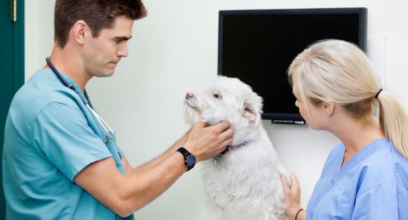 Veterinary Assistant Certification Florida