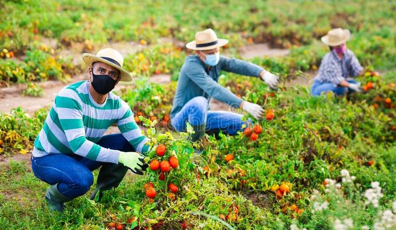 Farm Work in Australia For Foreigner 2022